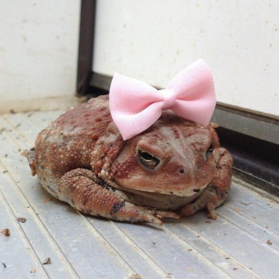 Лягушка с бантиком