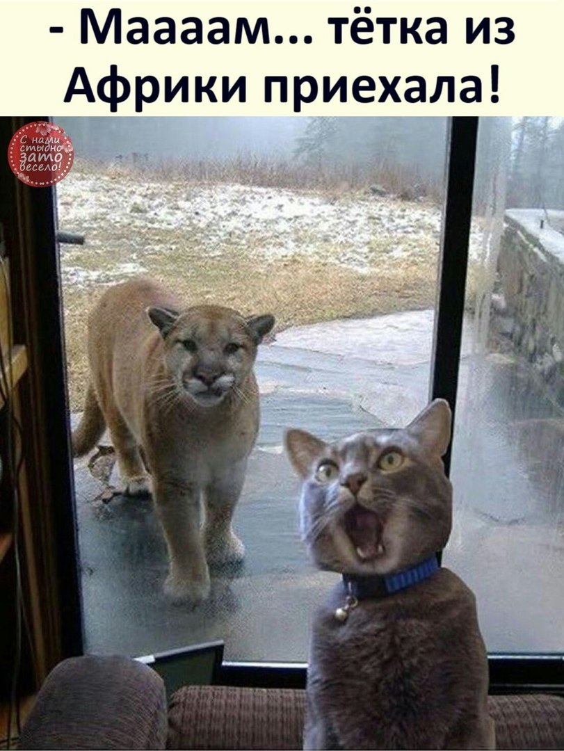 Рыжий и черный кот