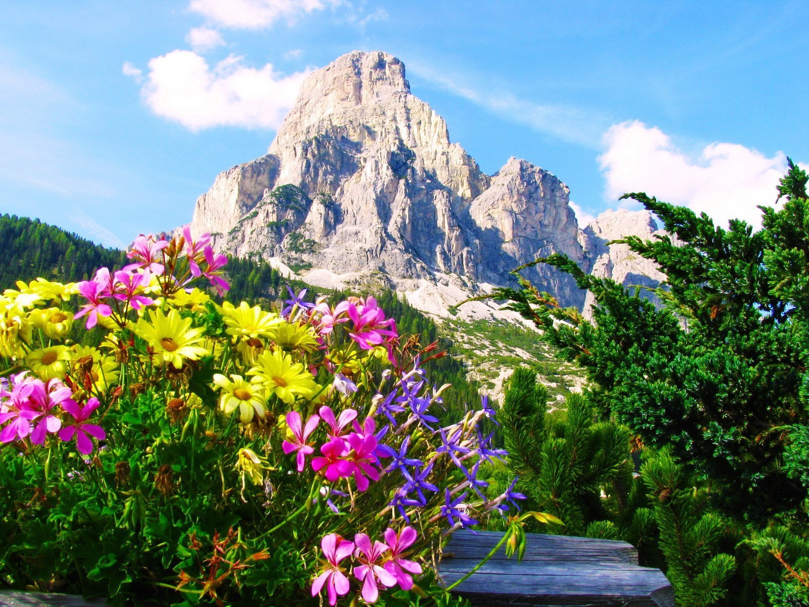 Цветы в горах фото высокого разрешения