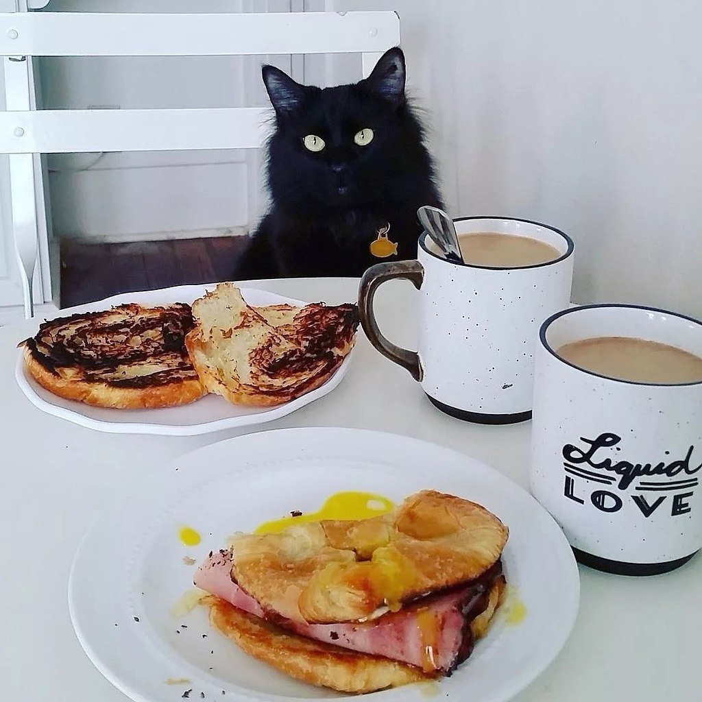 Кошки и завтрак