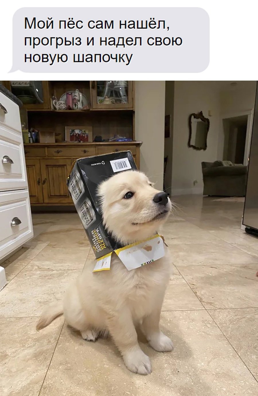 Смешные фразы для поднятия настроения короткие