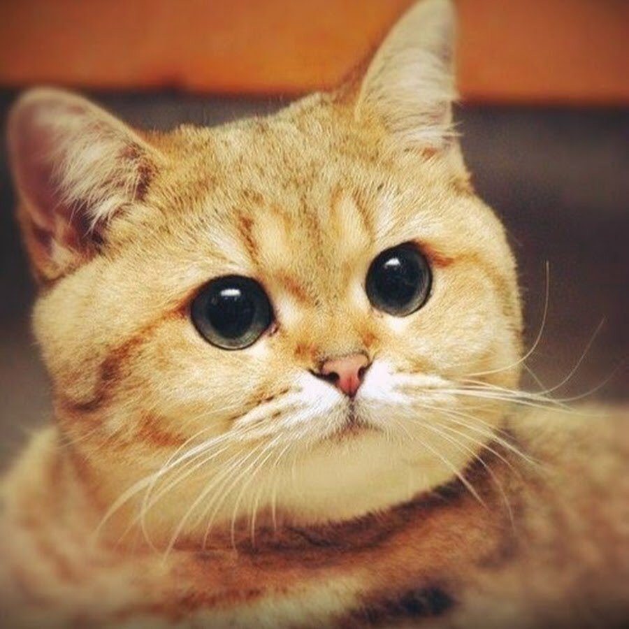 Смешные и позитивные картинки с подписями