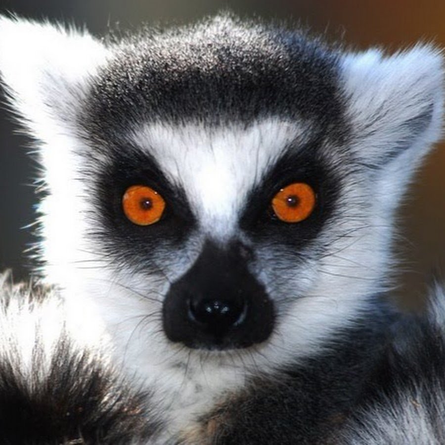 Смешные Стикеры