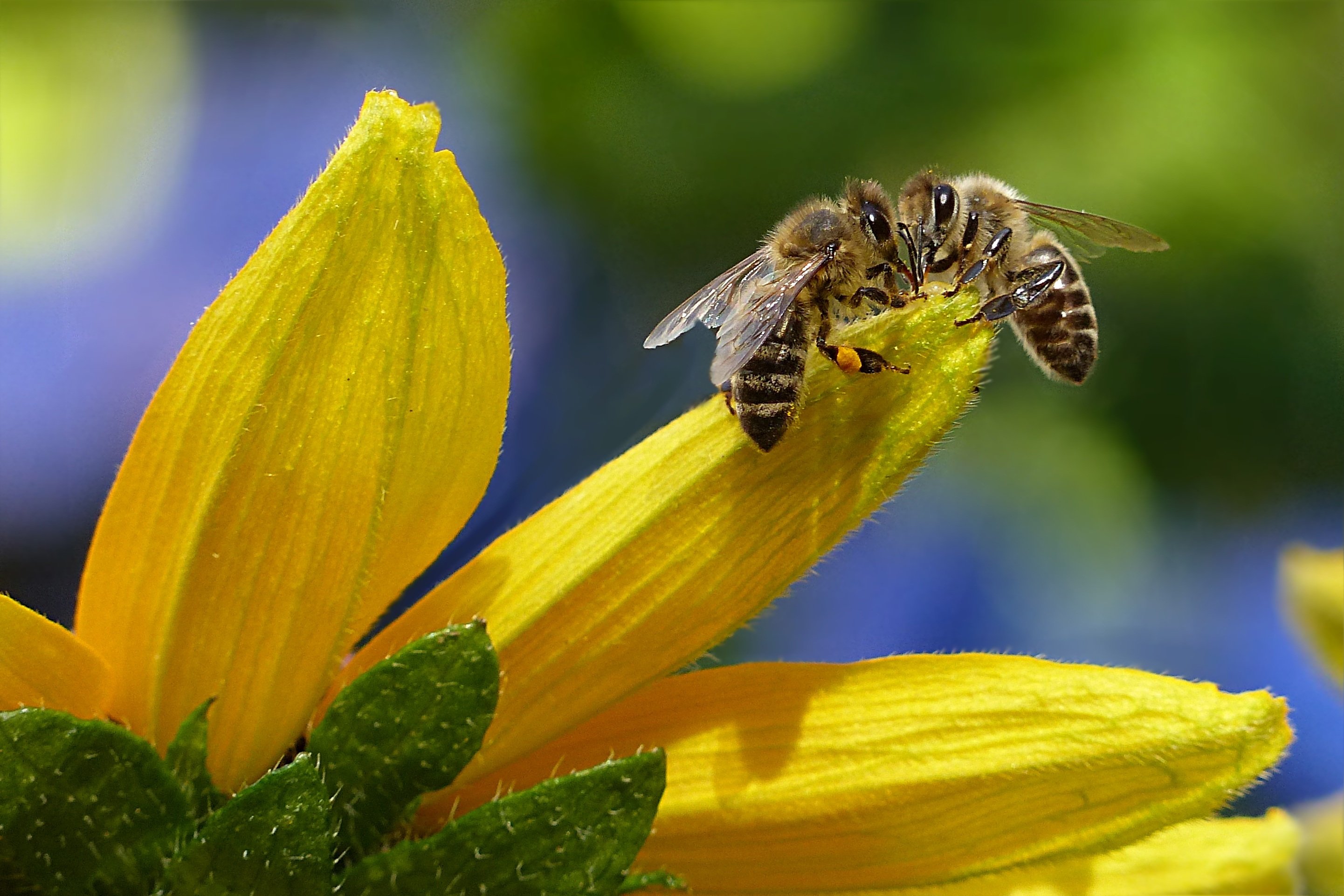 Пчелы пьют весенний. Пчела на цветке. Пчелы медоносные насекомые. Пчела картинка. Пчелки на цветах.