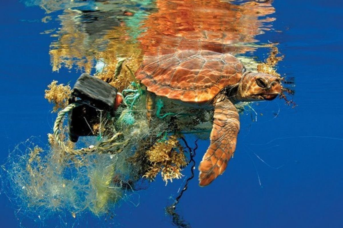Морская черепаха и пластик