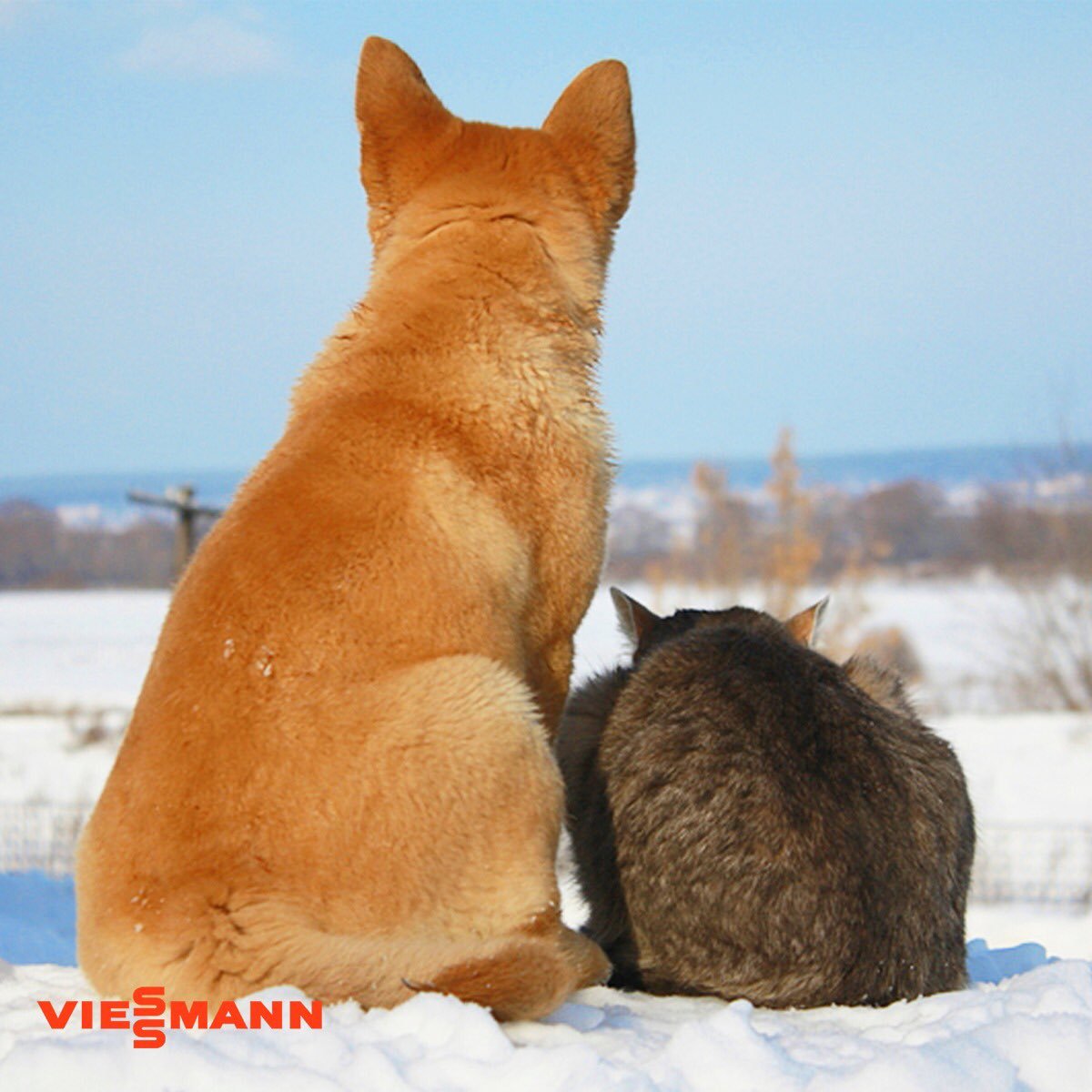 Мотиваторы про животных