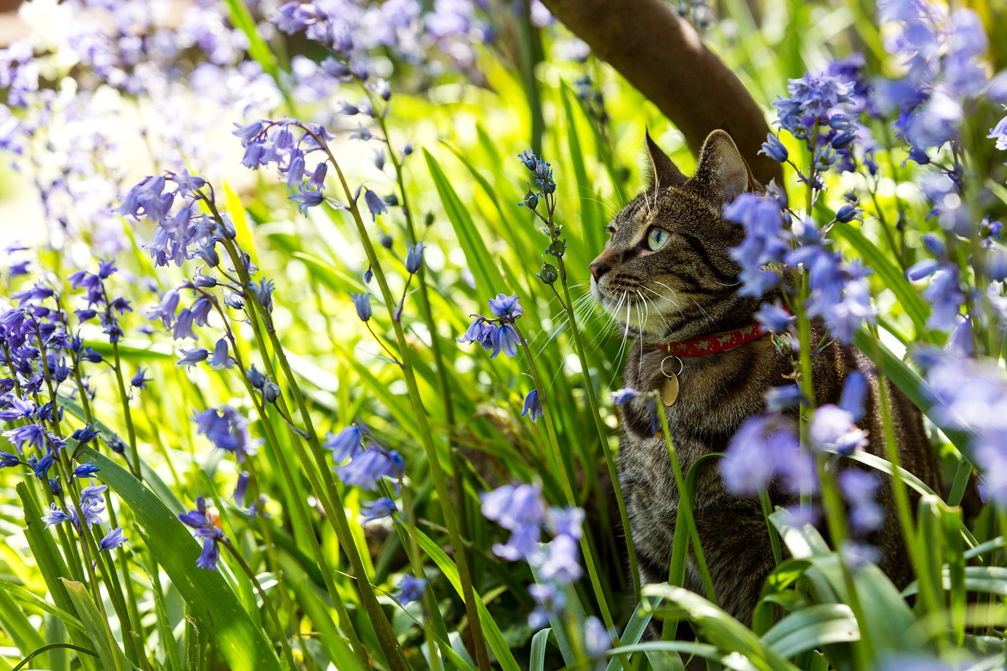 Весенняя кошечка. Котики весной. Весенняя природа. Кошка на природе.