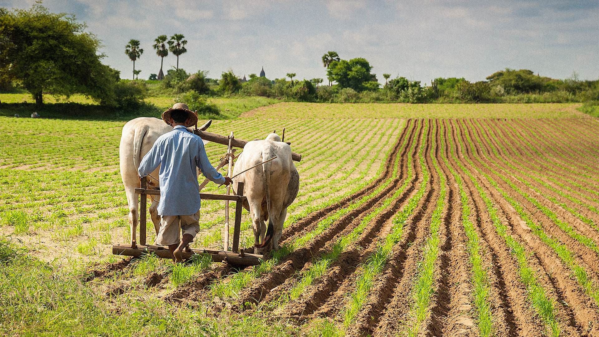 Что такое земледелие. Сельскохозяйство Индии. Сельское хозяйство Индии Индии. Хозяйство Вест Индии. Растениеводство в Вест Индии.