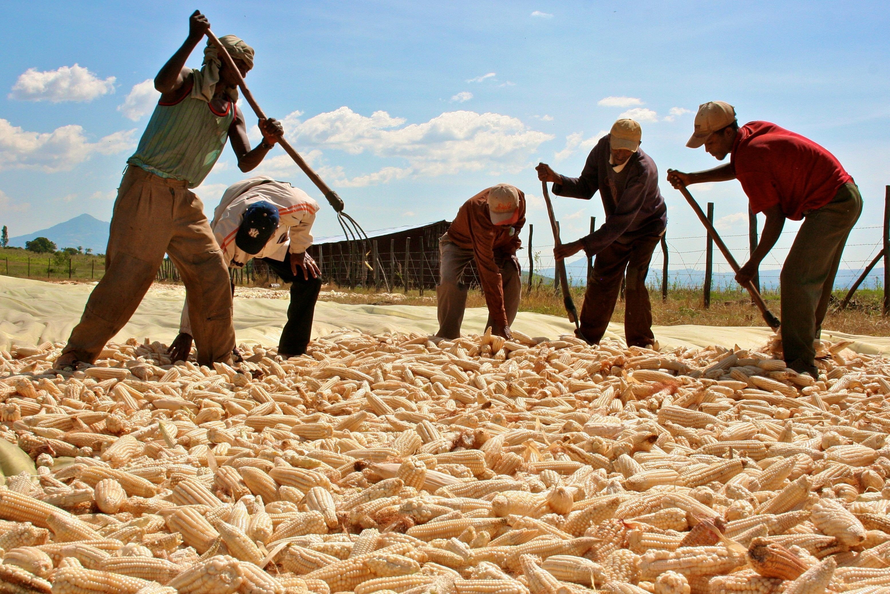 Самые сельскохозяйственные страны. Бурунди сельское хозяйство. Традиционное сельское хозяйство. Земледелие в Африке. Эритрея сельское хозяйство.
