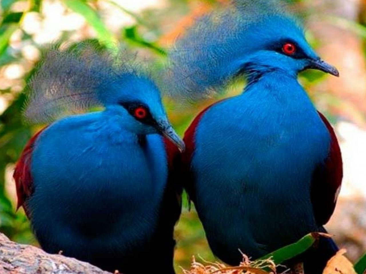 Самые прекрасные птицы. Веероносный венценосный голубь. Каштановогрудый венценосный голубь. Голубеобразные Голубеобразные.