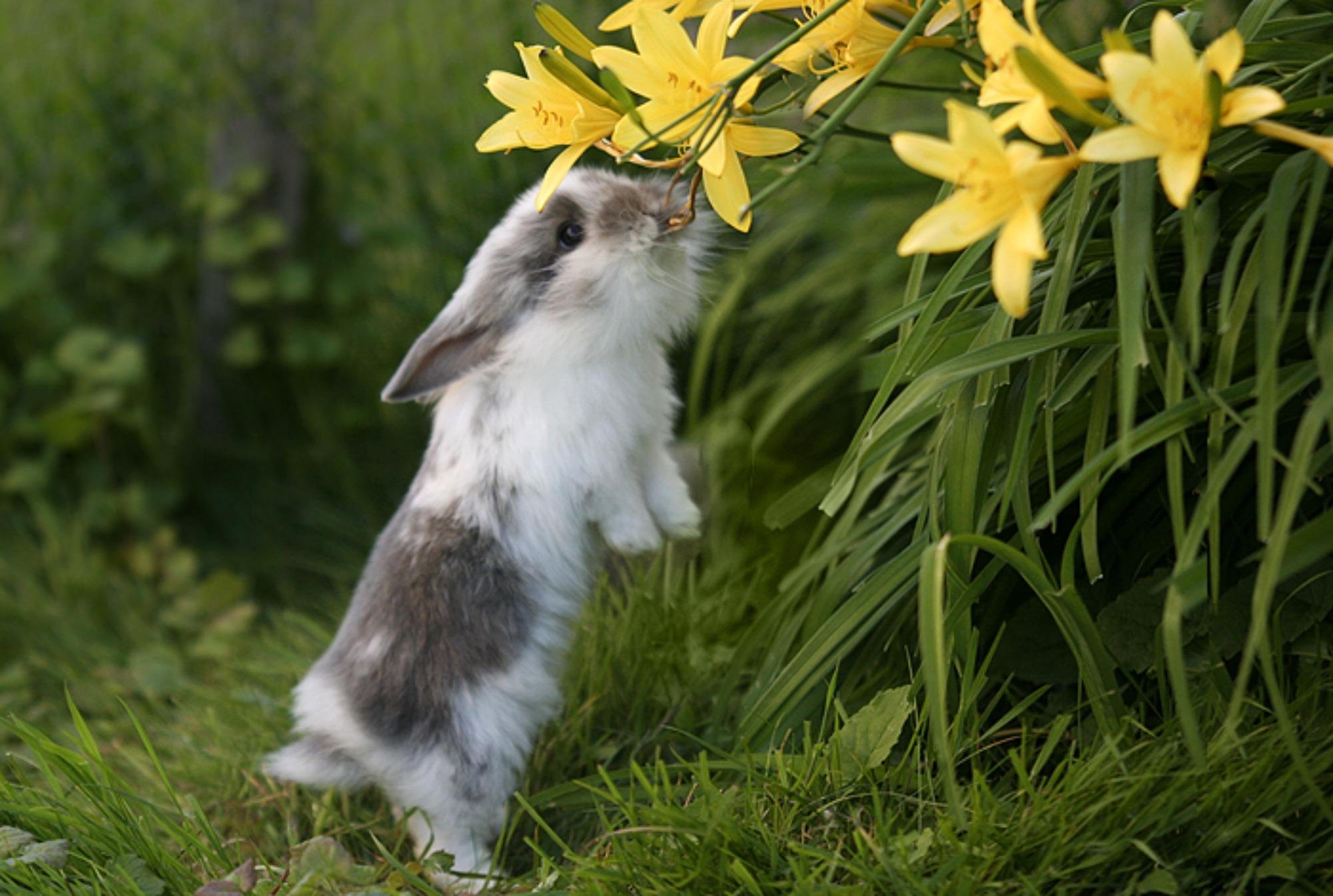 Картинки весенние красивые веселые. Природа с животными. Животные весной. Кролики в природе.