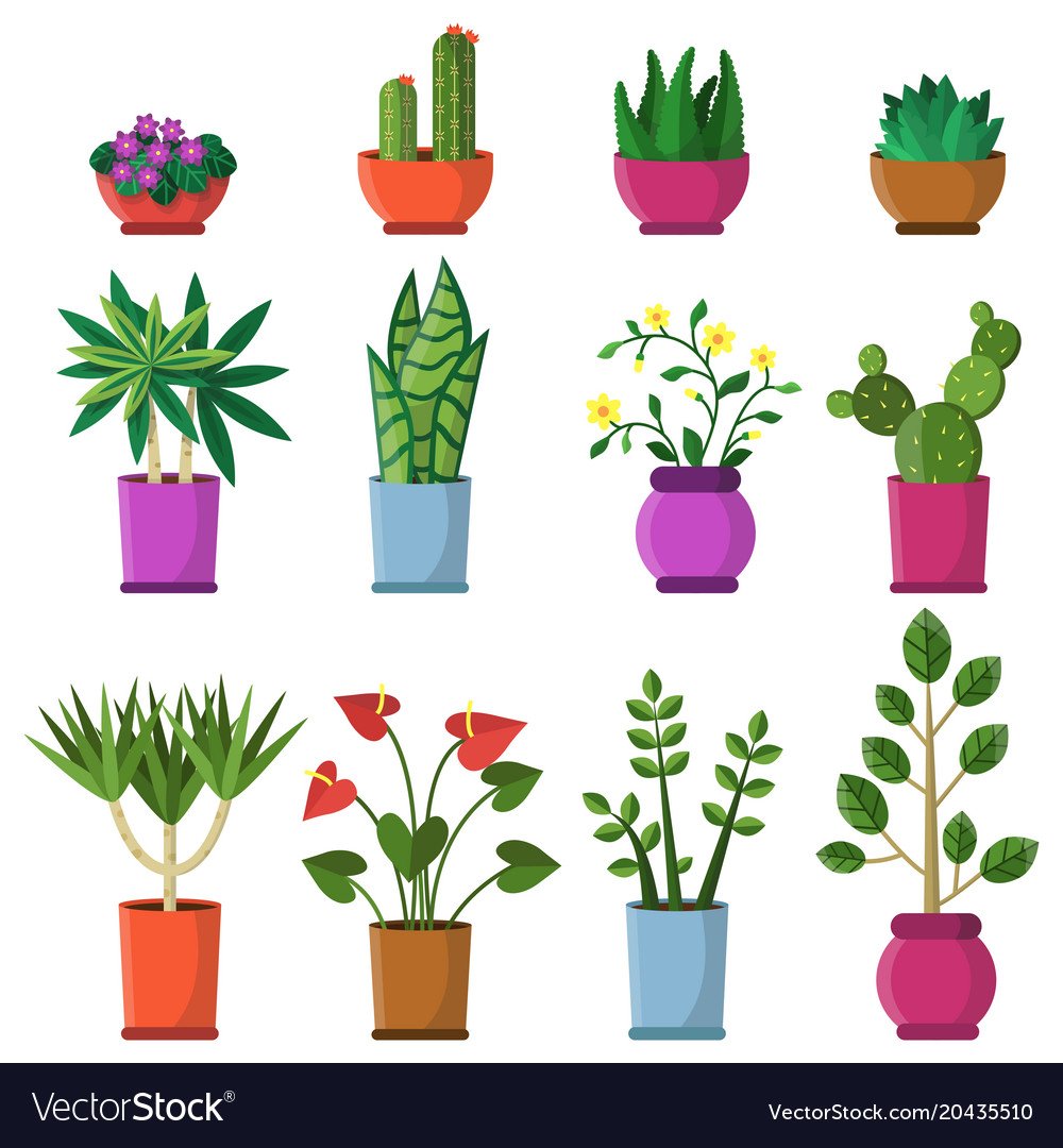 Монстера Делициоза рисунок