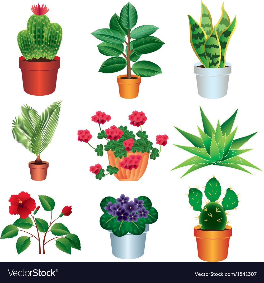 Рисование комнатные цветы