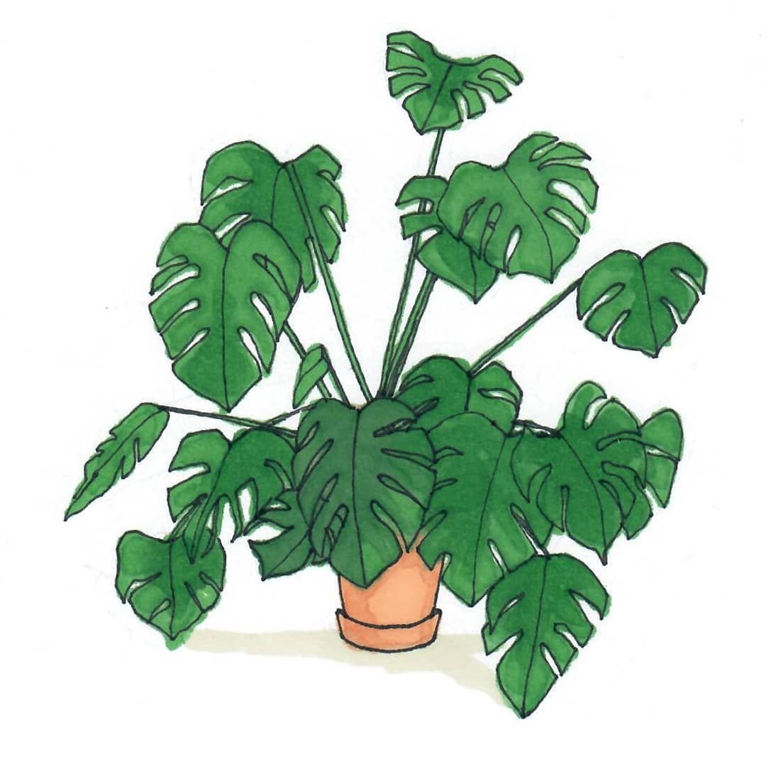 Цветок в горшке клипарт