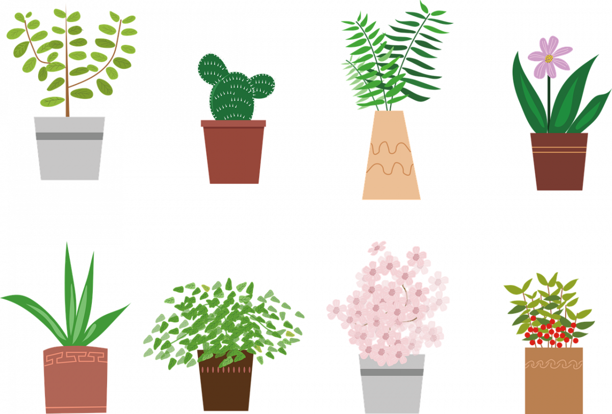 Цветок плантс