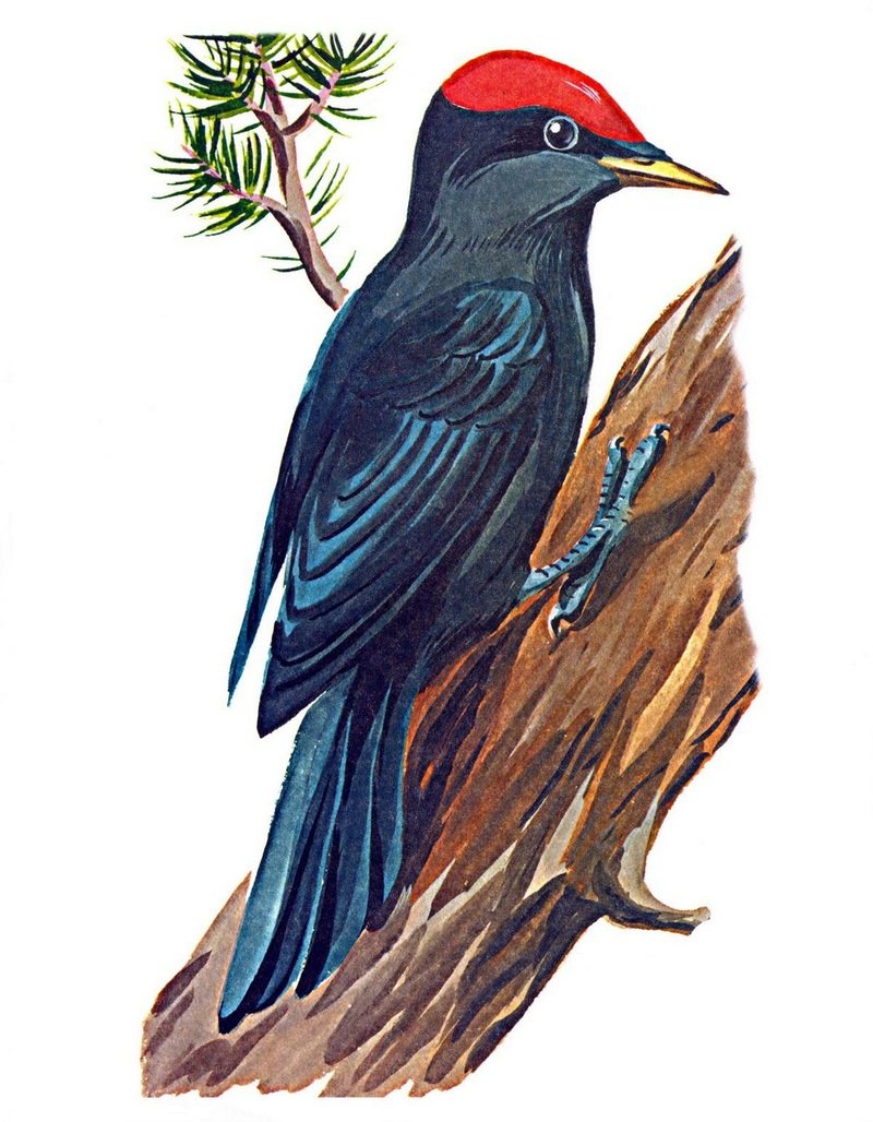 Иллюстрация птицы для детей