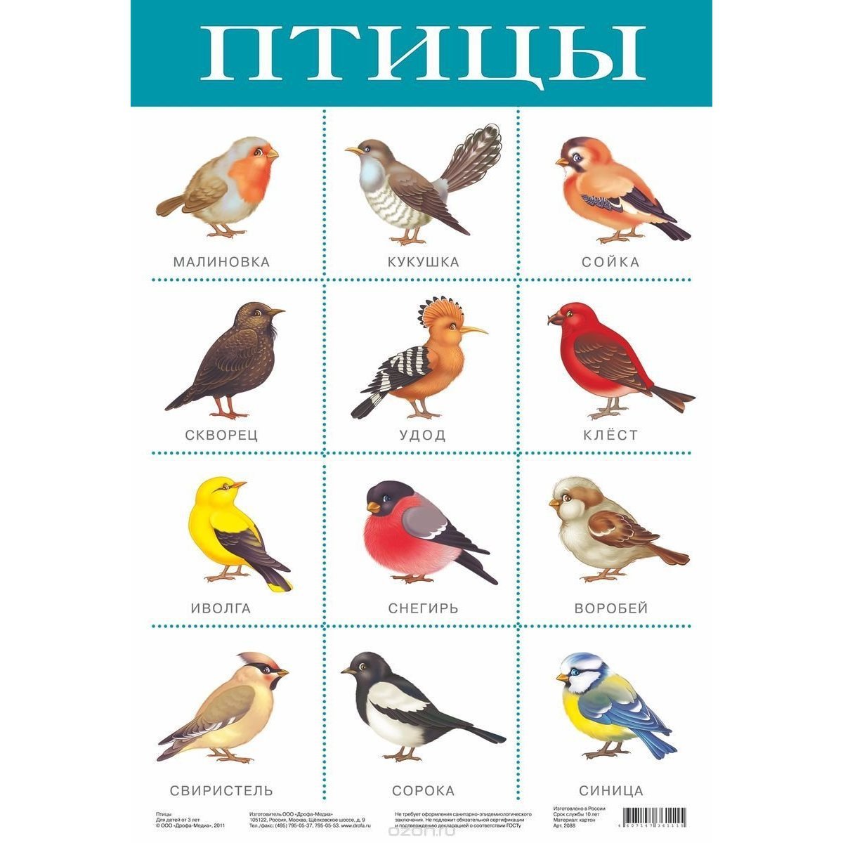 Плакат птицы