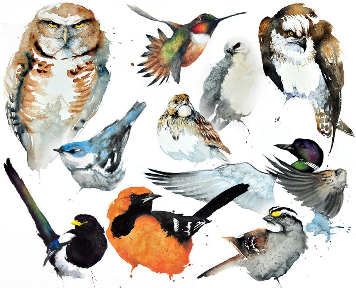 Лесные птицы коллаж