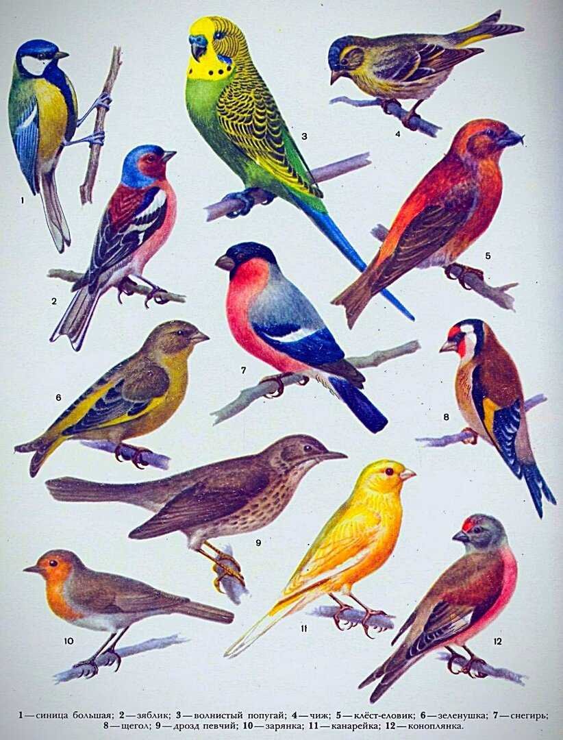 Щегол, зяблики,зеленушки