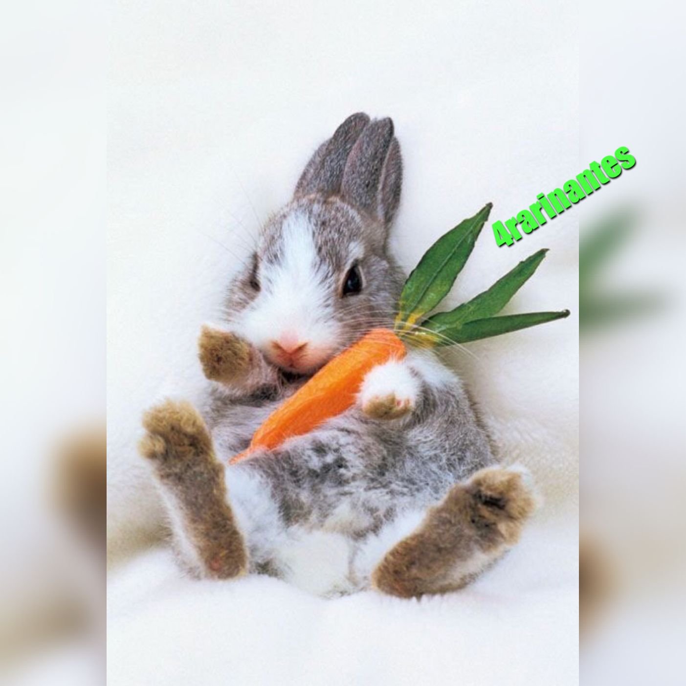 Картинка зайчик с морковкой