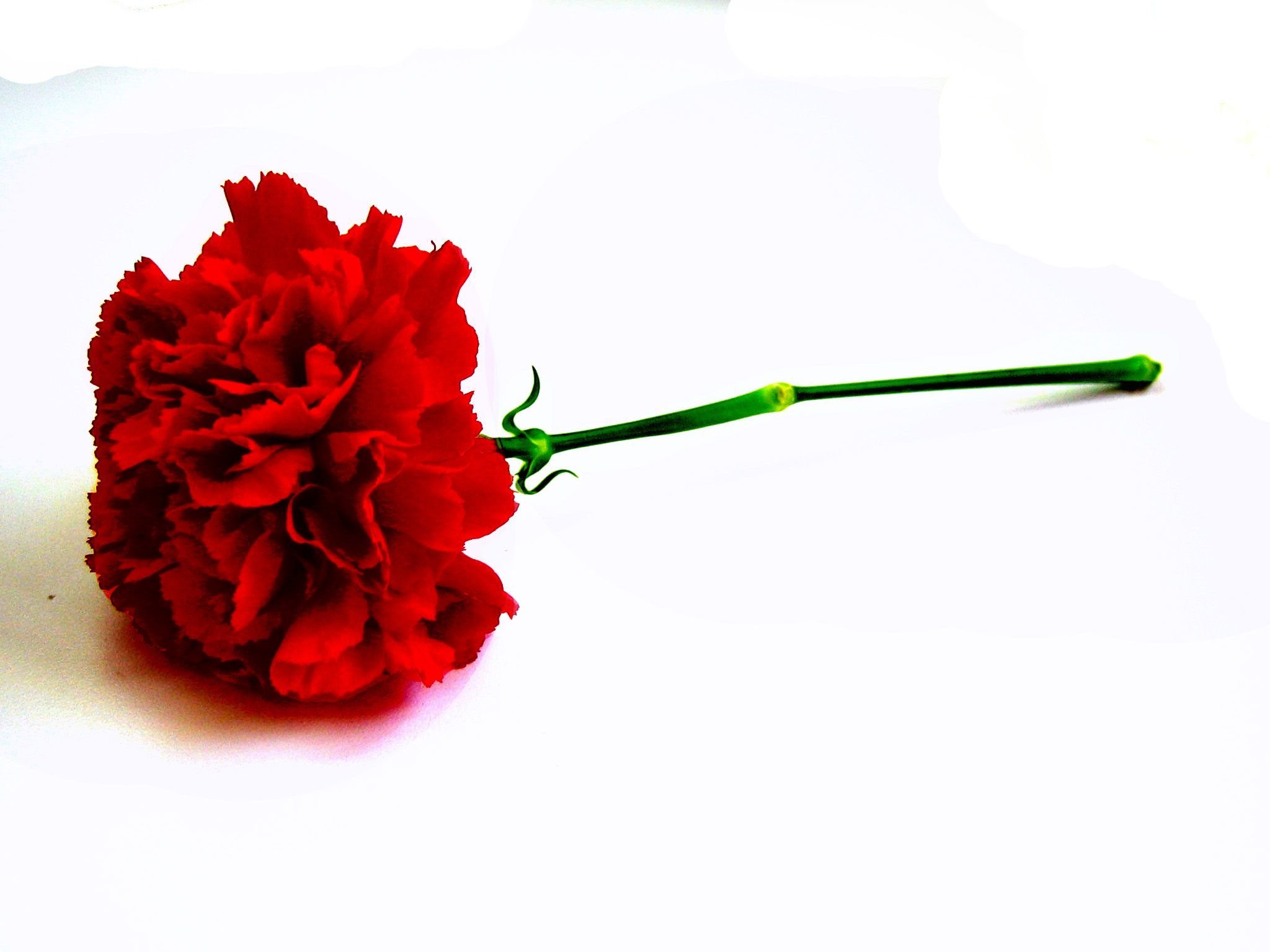Красные гвоздики глазками мигают. Dianthus Red гвоздика. Carnation Red цветы. Бутончик гвоздики. Гвоздика (бутоны).