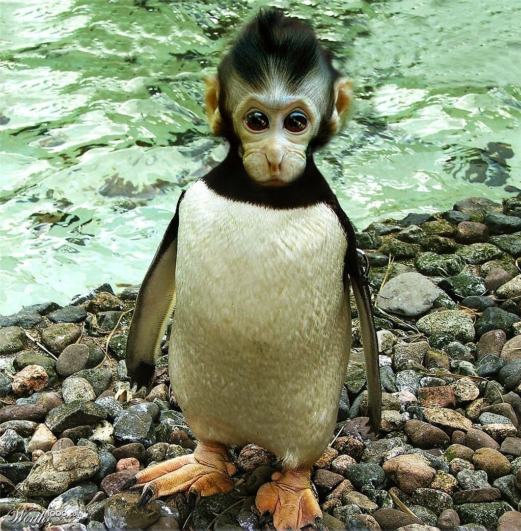 Алекс из Мадагаскара