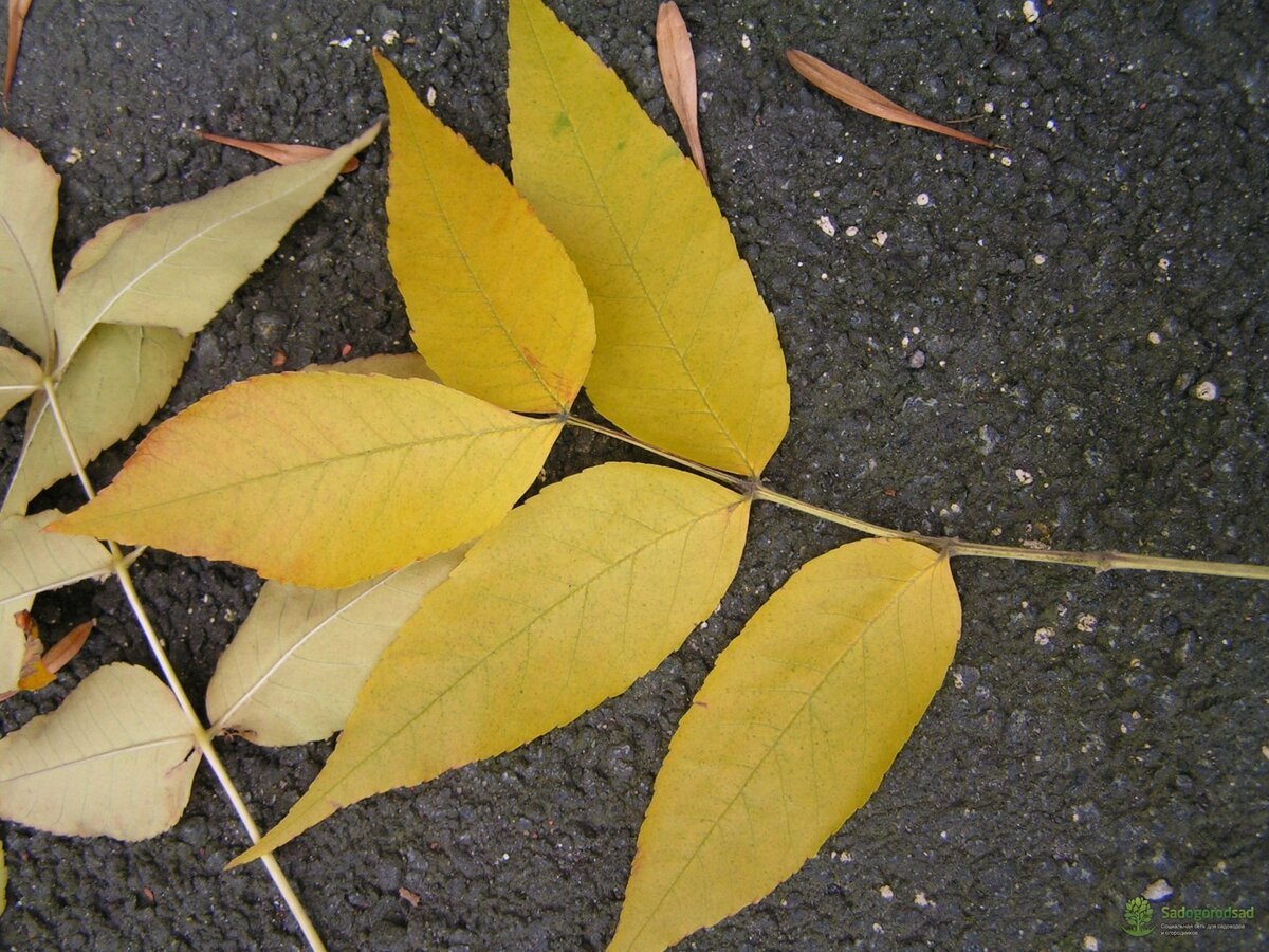 Клен ясенелистный лист осенью