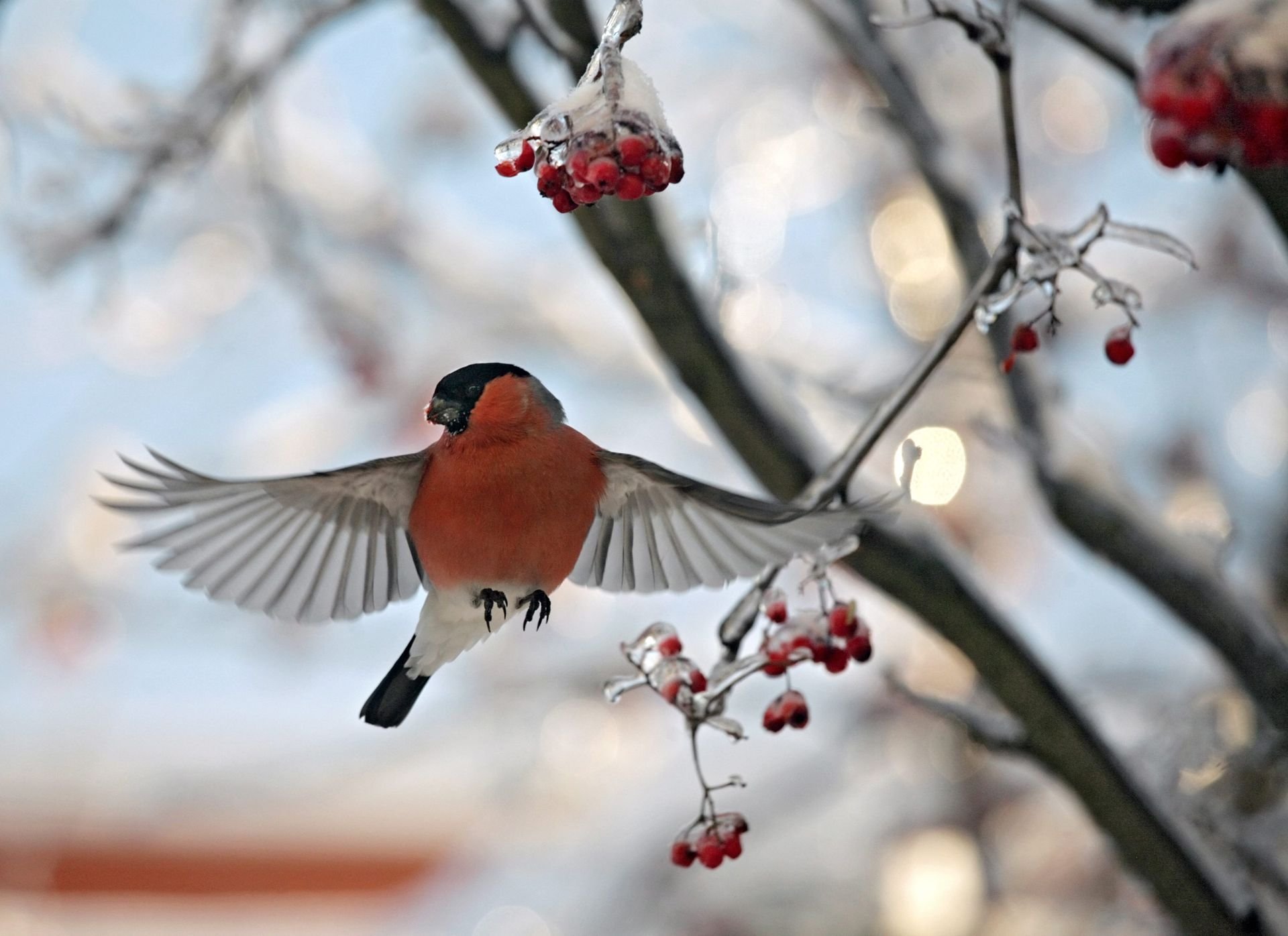 Птицы летающие зимой. Птичка Снегирек. Снегири на ветке. Птицы зимой. Птицы в зимнем лесу.