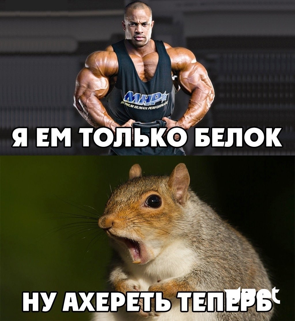 Белка качок