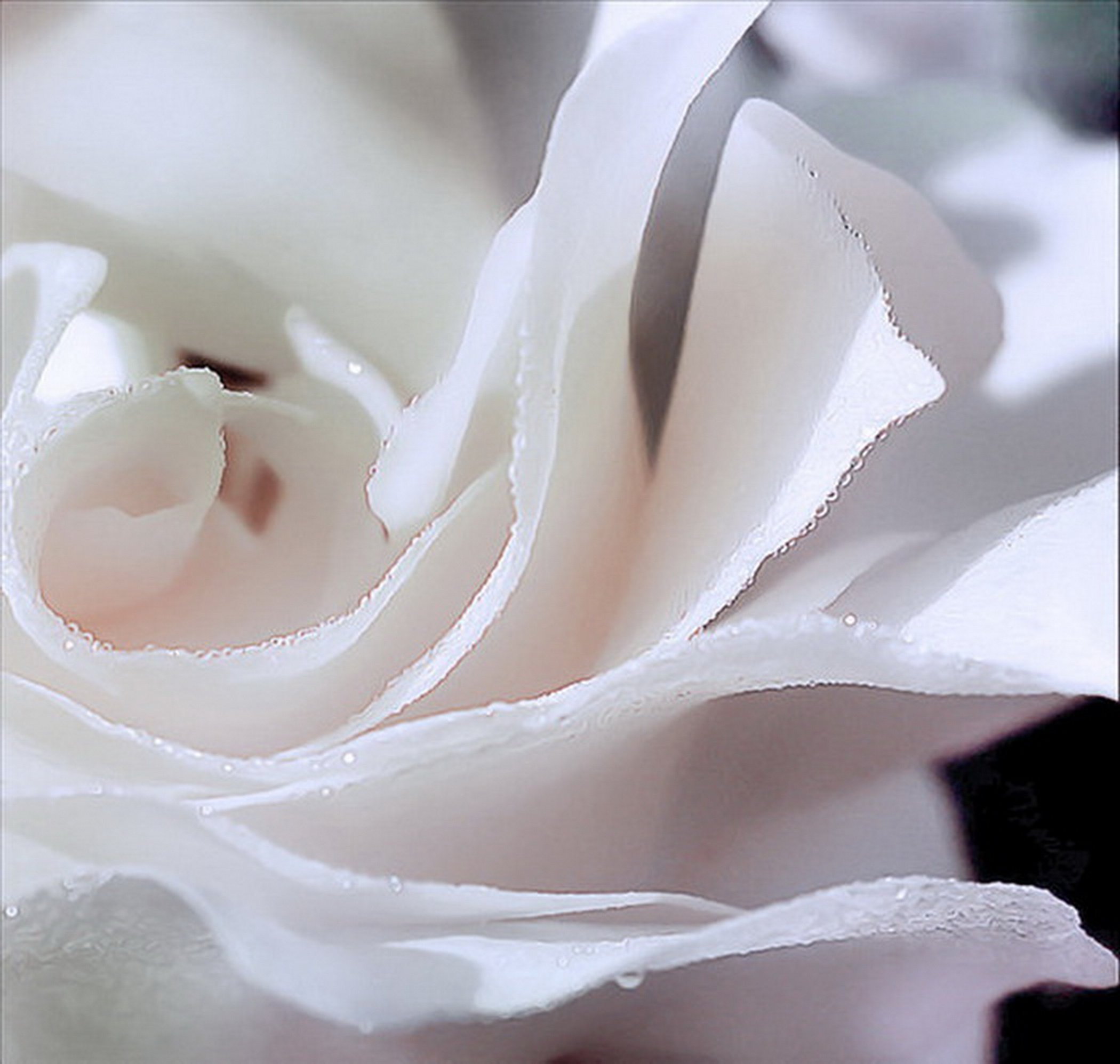 Фото белого цвета. Нежные белые цветы. Белый цветок нежность. Нежные белые розы. Белый цвет фото.