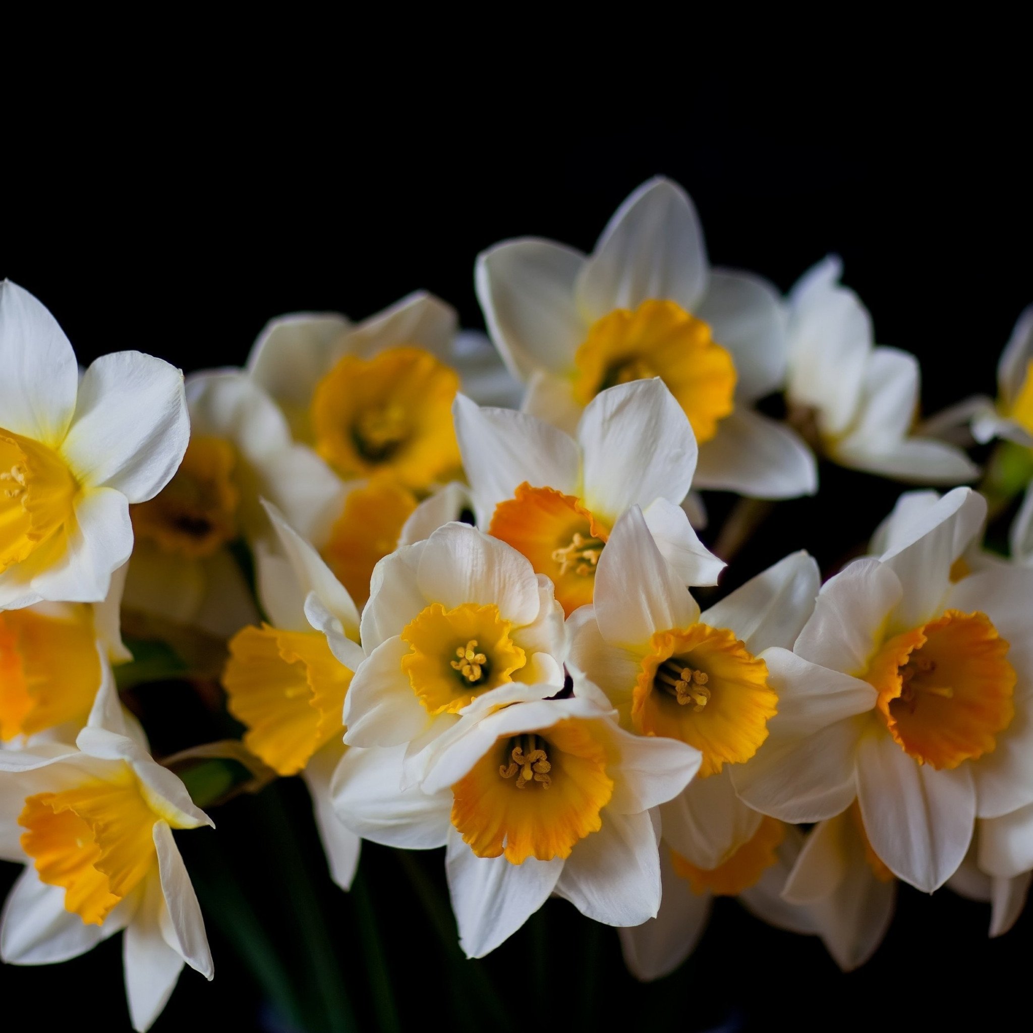 Нарцисс телефон. Нарцисс цветок. Черный Нарцисс цветок. Красивый букет нарциссов. Бело желтые цветы.