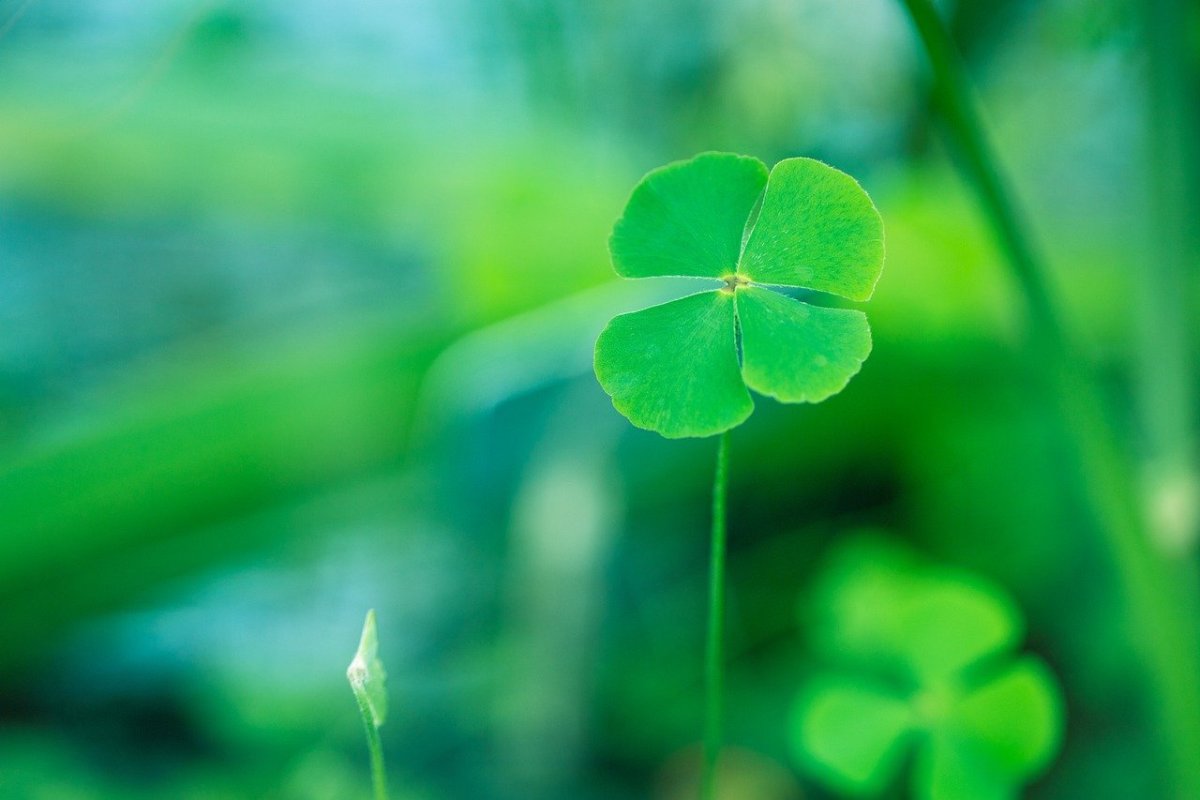 Обои на телефон Клевер четырехлистный