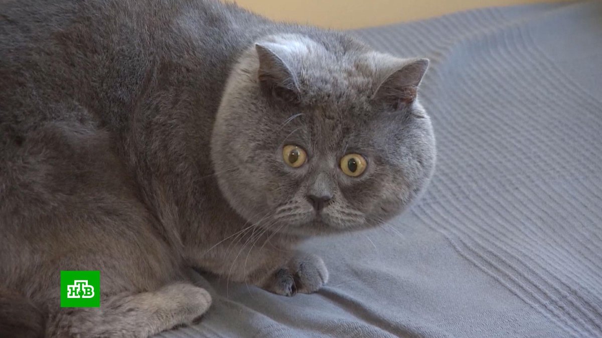 Анна Старшенбаум Сеня Федя