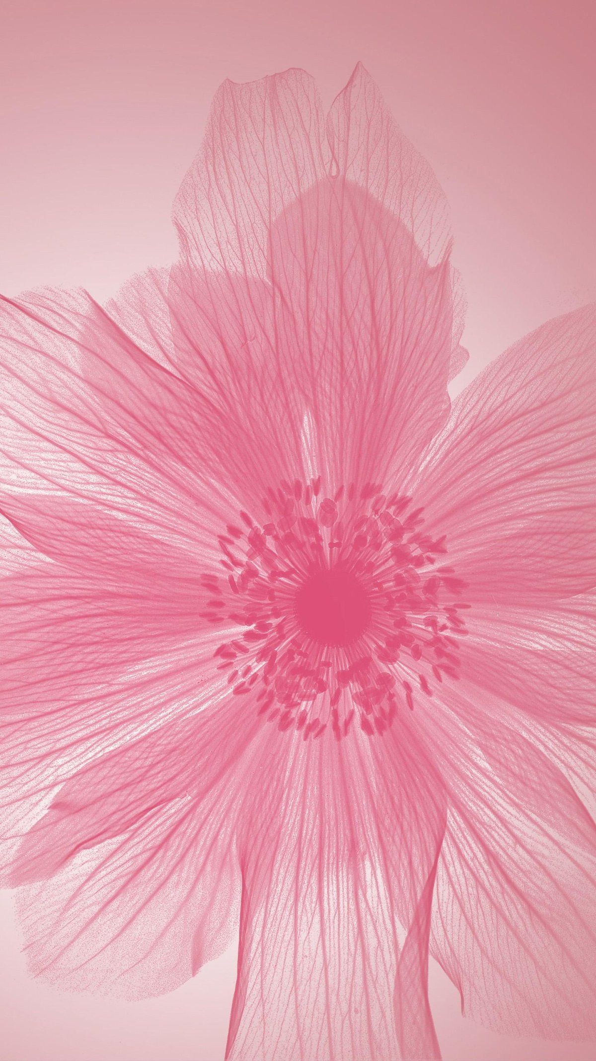 Цветы на заставку хонора