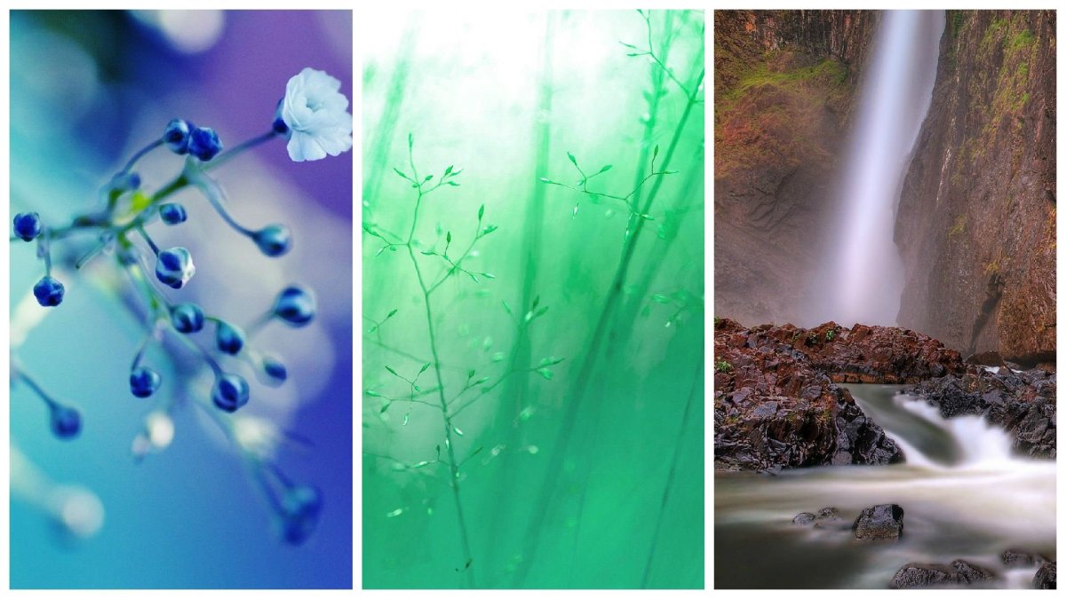 Заставки на телефон цветы