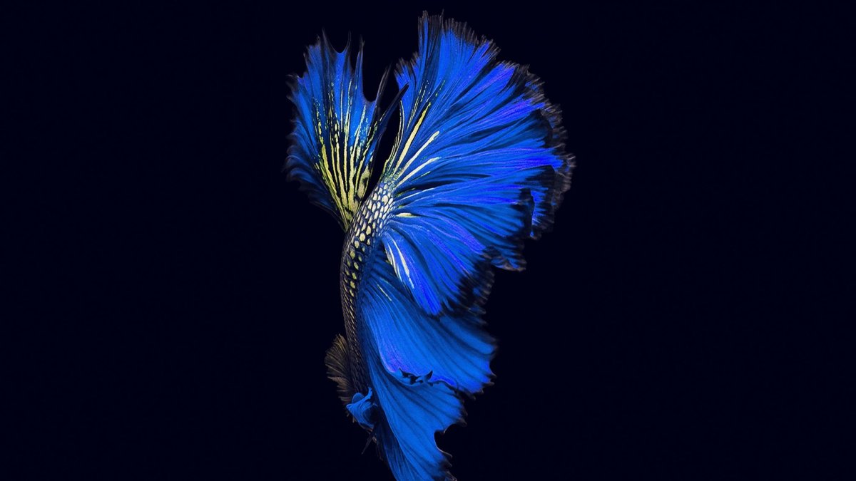 Обои Huawei p20 Pro