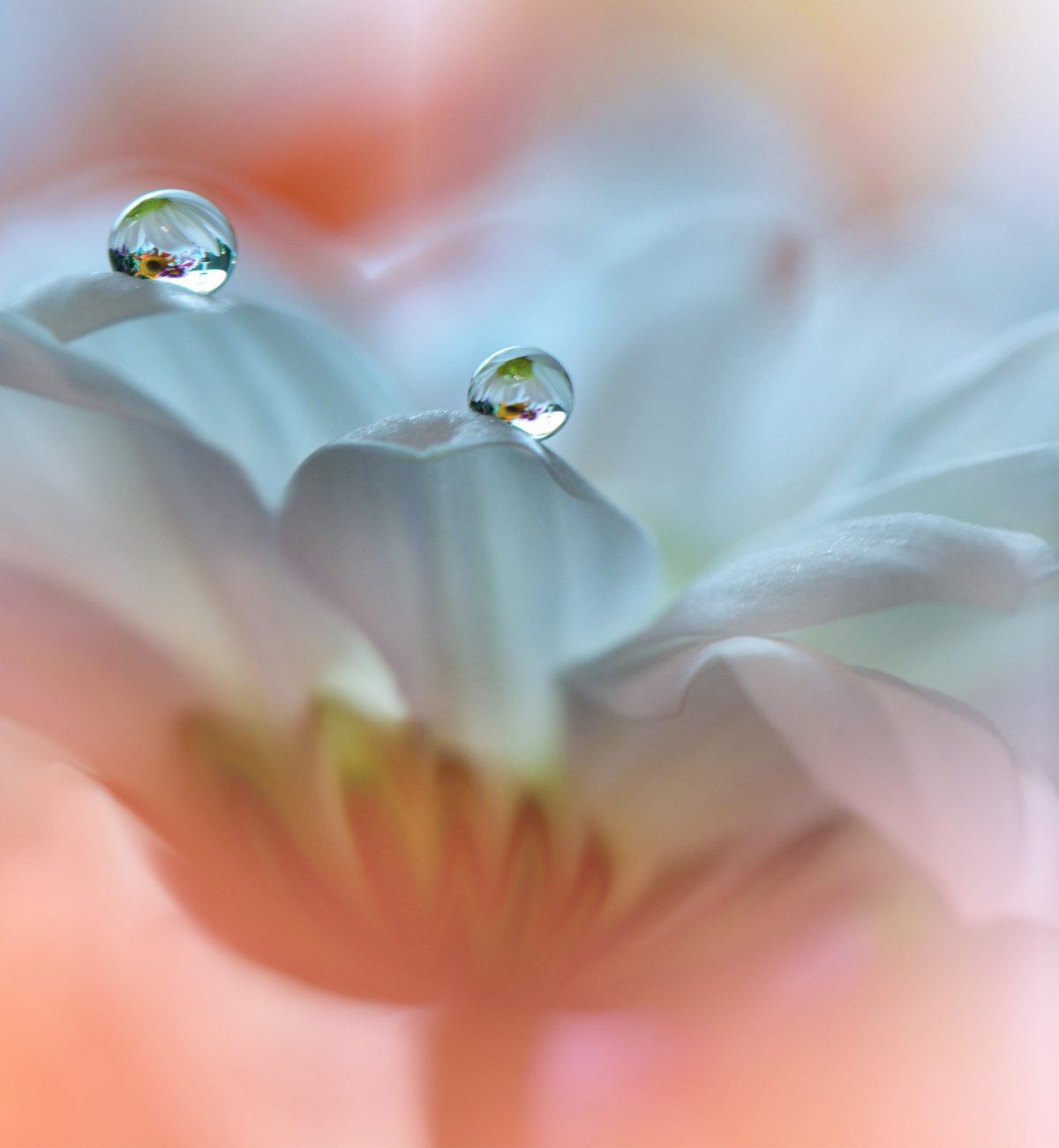 Голубой Нильский Лотос