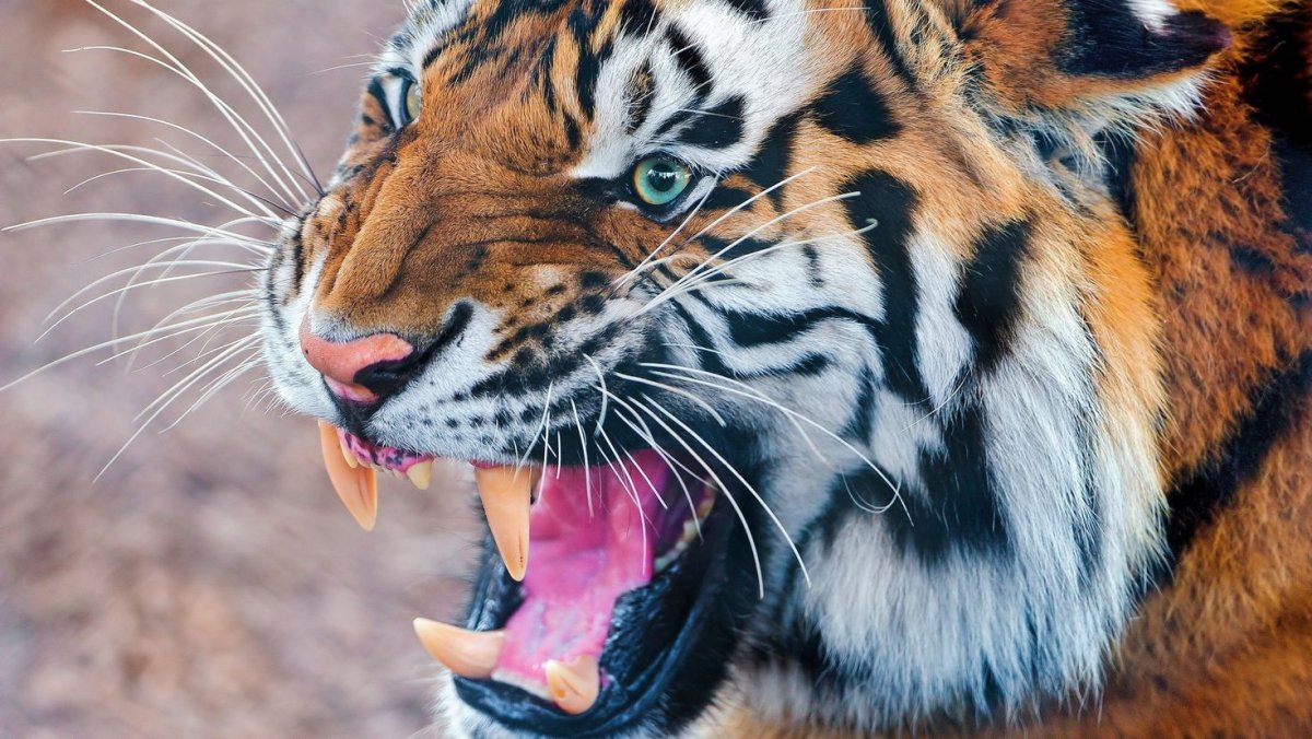 Дальневосточный тигр оскал