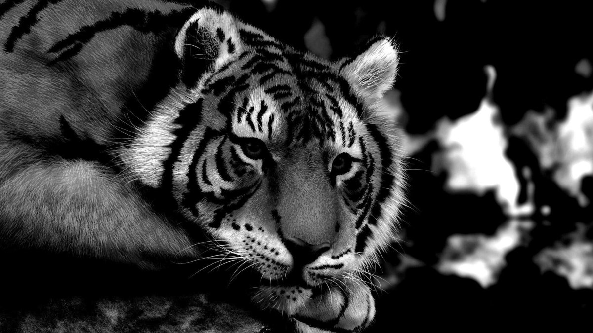 Тигр черно белый