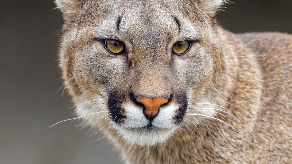 Обои на рабочий стол Пума