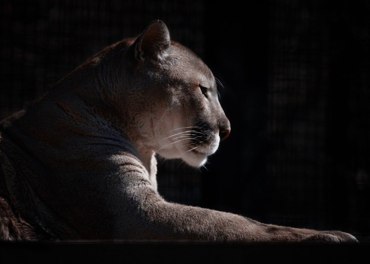 Львица рычит