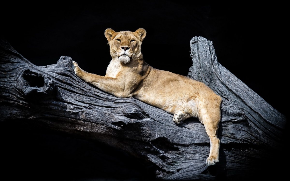 Пума на аву