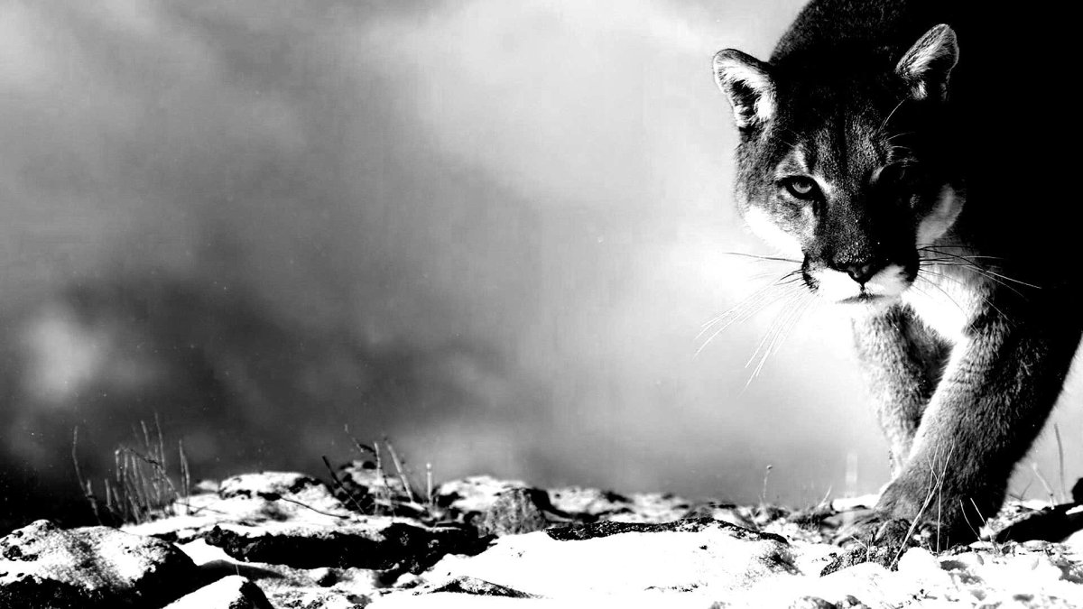 Обои на айфон Puma