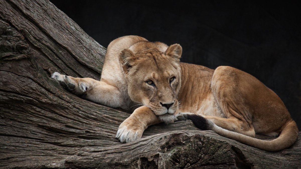 Пума Сибирская