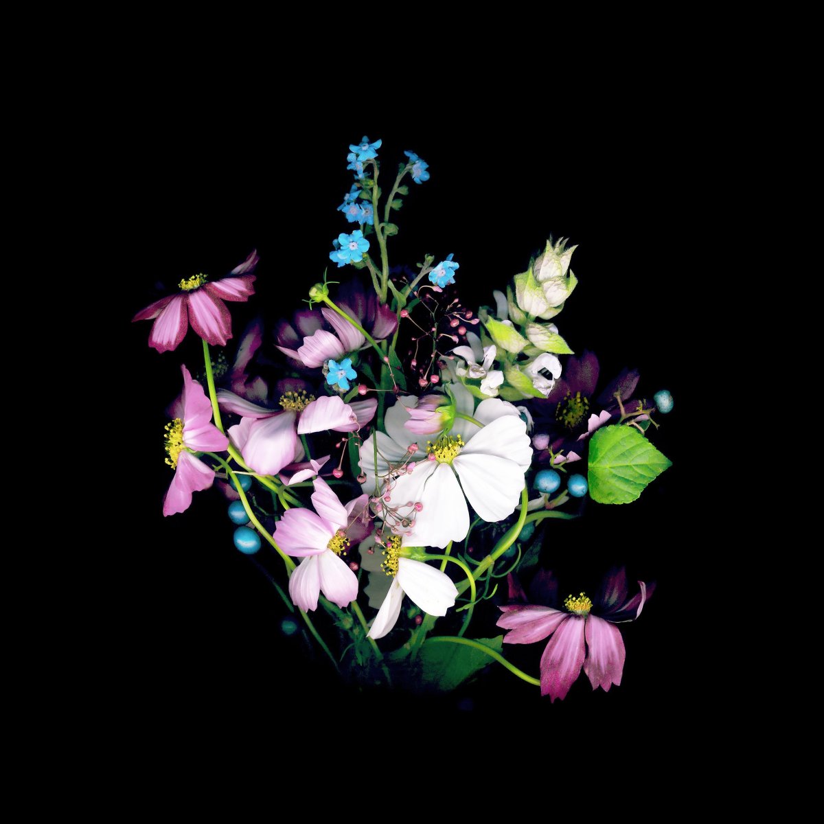 Цветы высокое качество