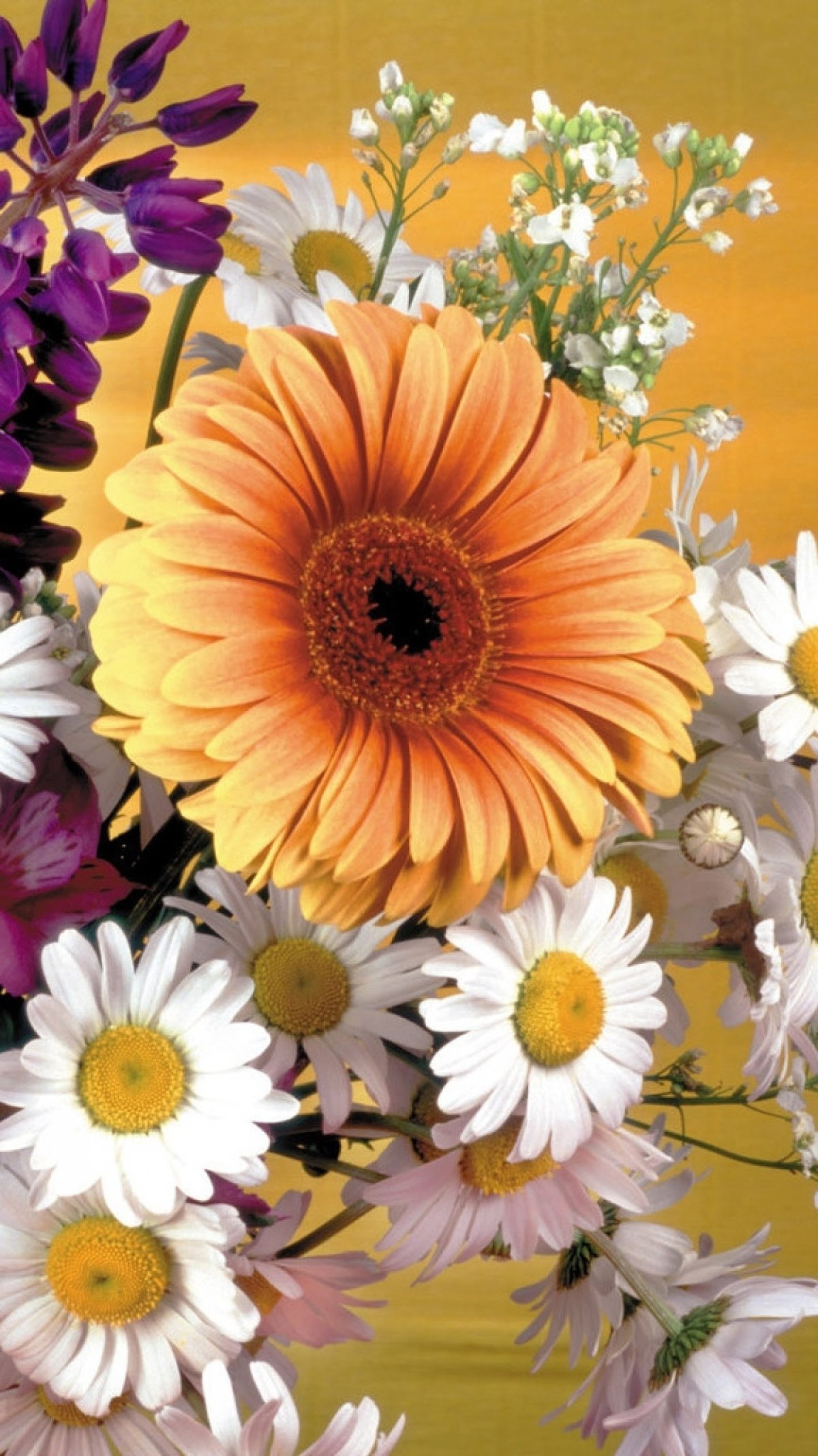 Темно розовые розы