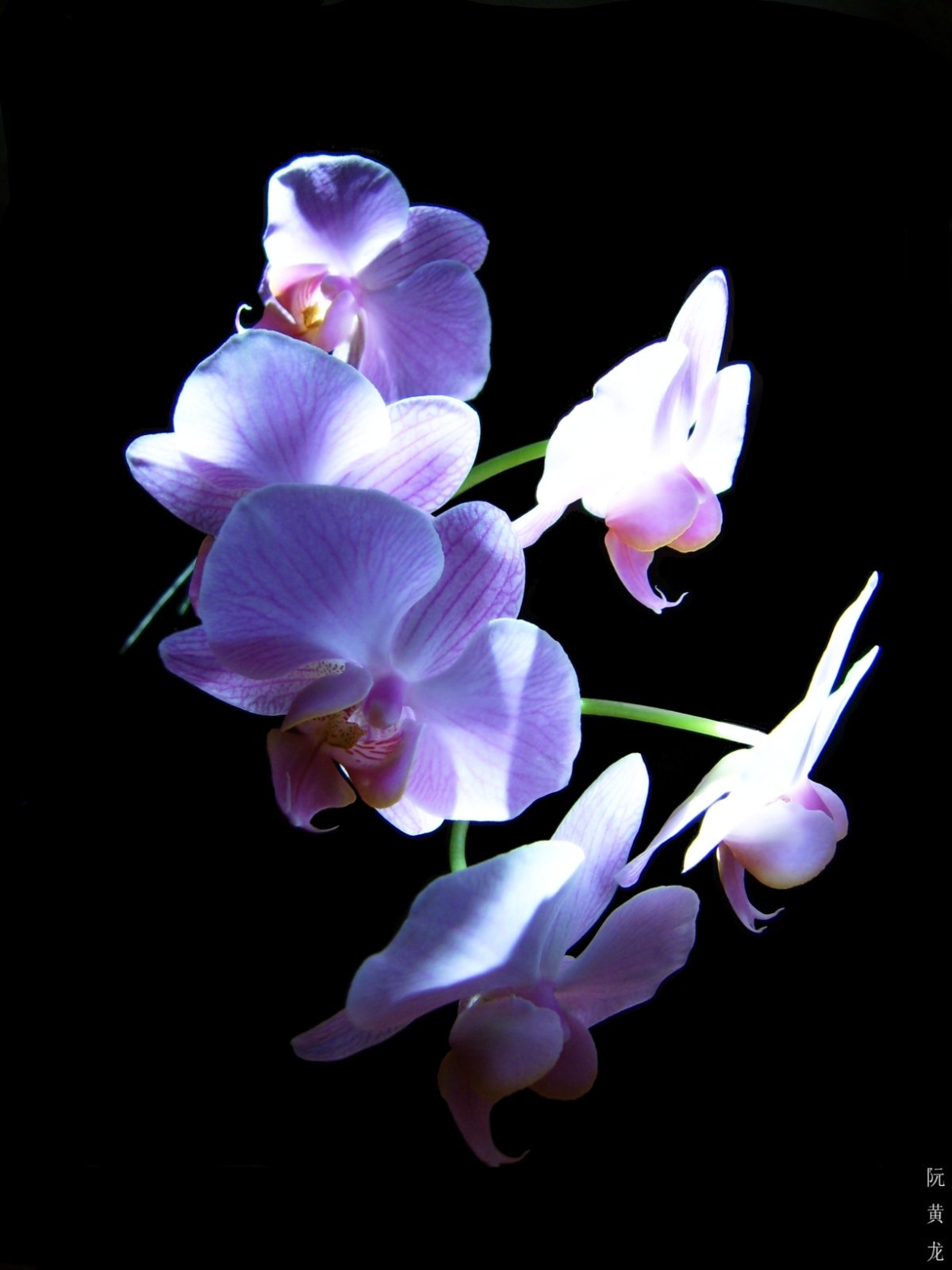 Орхидея розовая