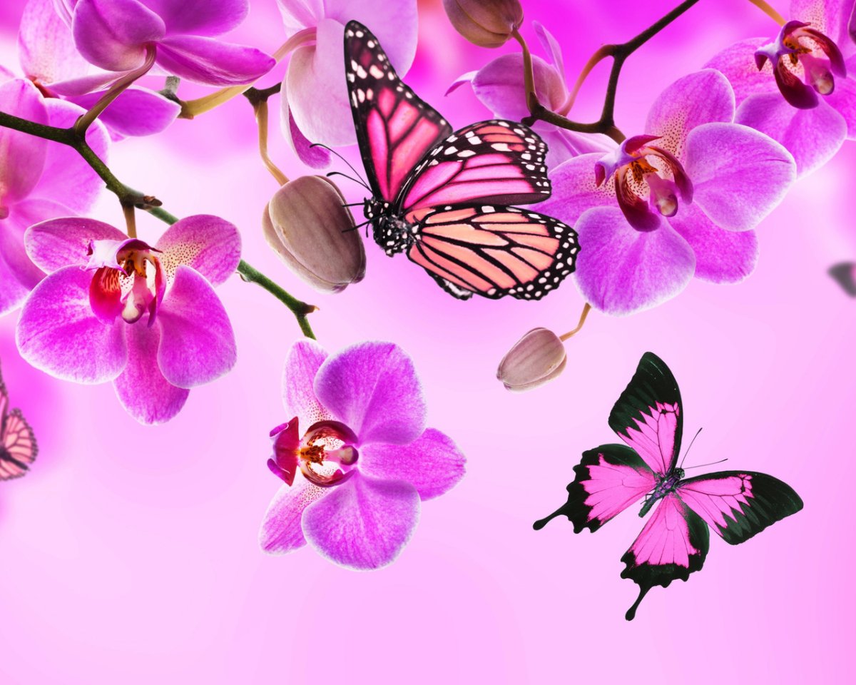 Орхидея Баттерфляй