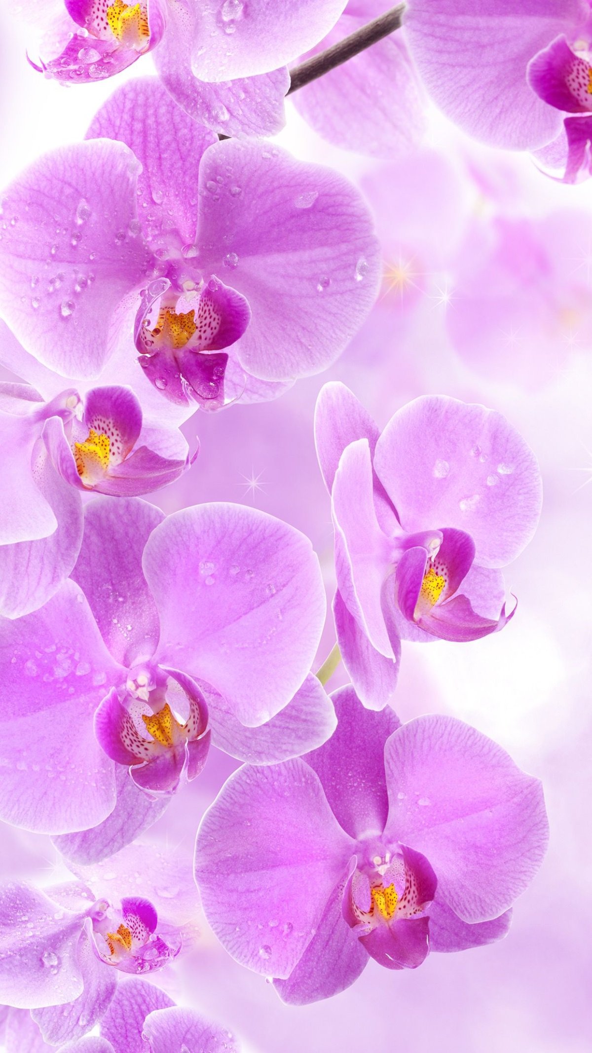 Кухонный фартук сиреневые орхидеи