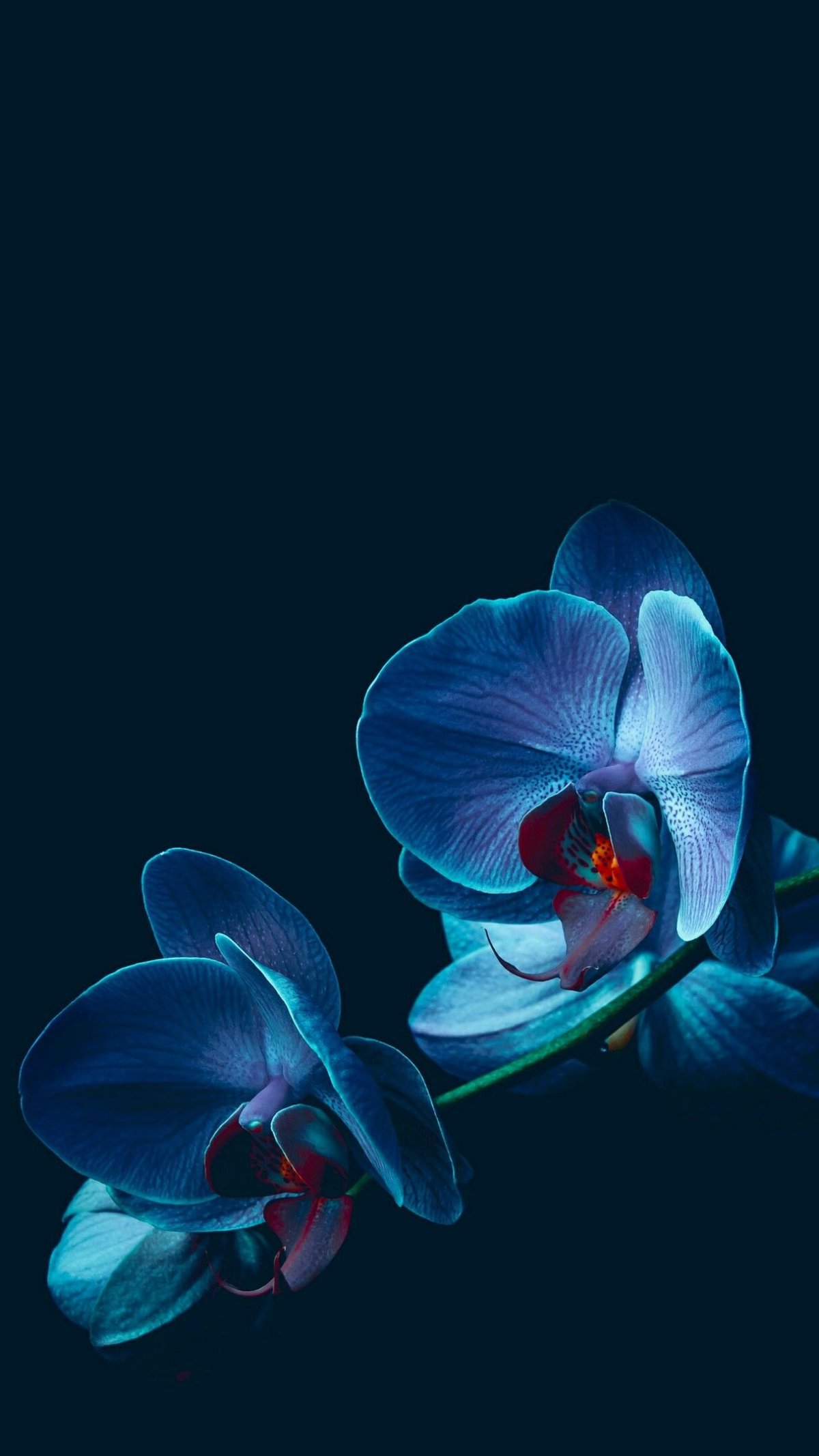 Орхидея вертикальная